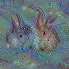 n02328150 Angora, Angora rabbit
